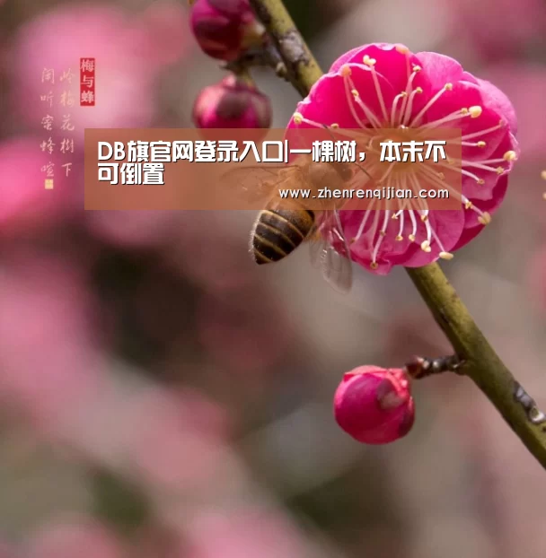 DB旗官网登录入口